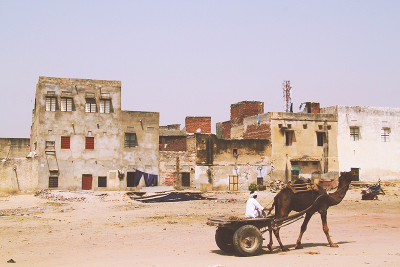 bagru_camel_cart