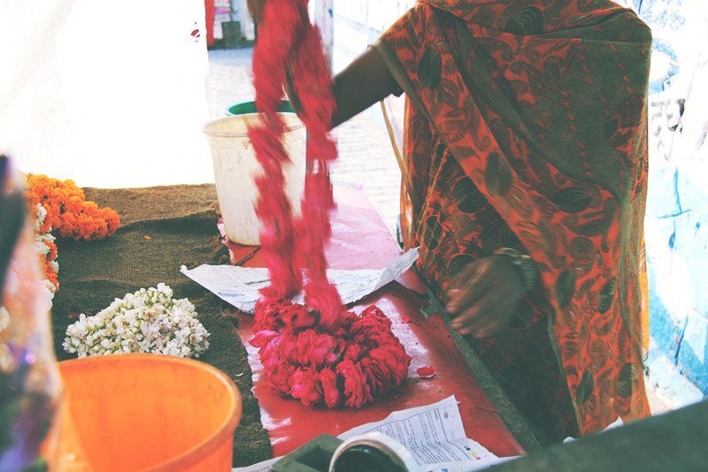 jaipur_roses_1