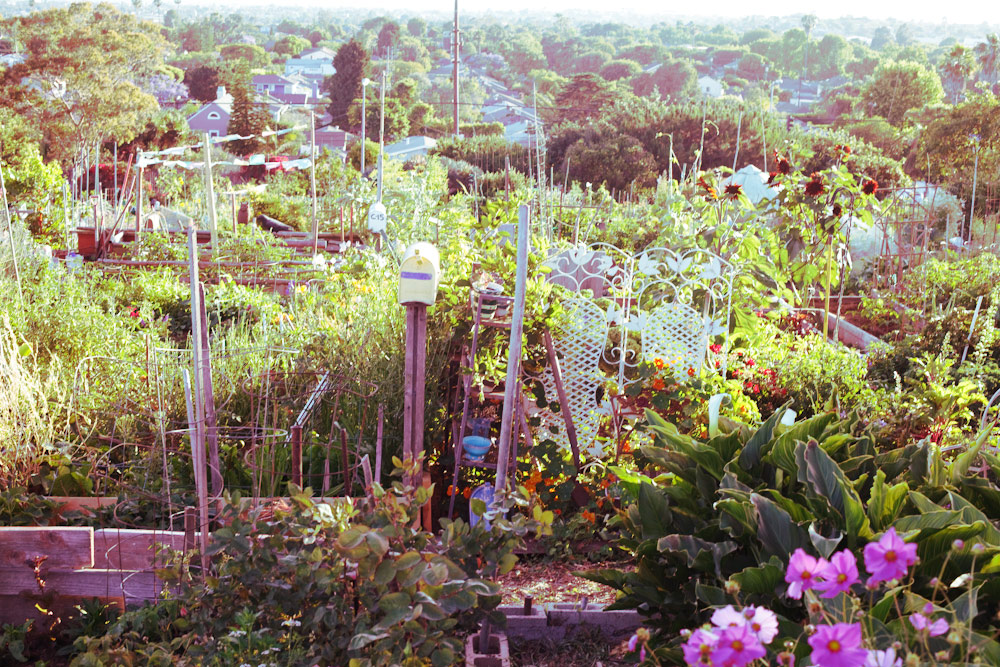 volta-smart-places-smartvolta-ocean-view-community-garden-los-angeles-sustainability12