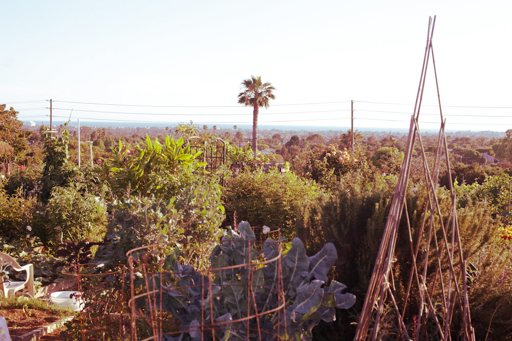 volta-smart-places-smartvolta-ocean-view-community-garden-los-angeles-sustainability1789