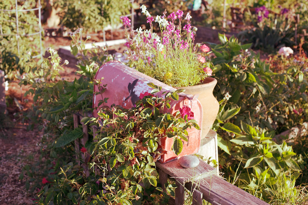 volta-smart-places-smartvolta-ocean-view-community-garden-los-angeles-sustainability187