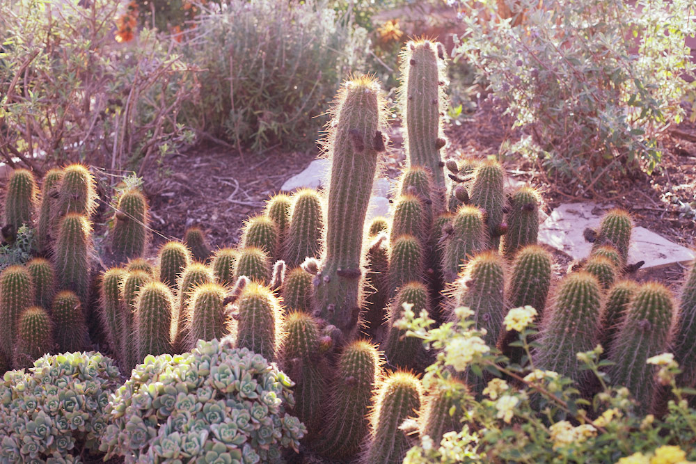 volta-smart-places-smartvolta-ocean-view-community-garden-los-angeles-sustainability1878