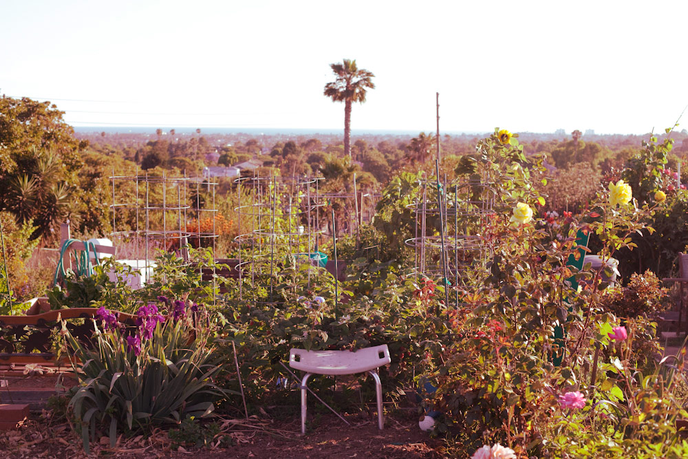 volta-smart-places-smartvolta-ocean-view-community-garden-los-angeles-sustainability3